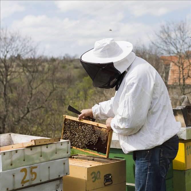 Arıcılık Ekipmanları