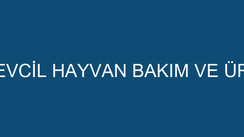TD REKLAM VE EVCİL HAYVAN BAKIM VE ÜRÜNLERİ TİCARE