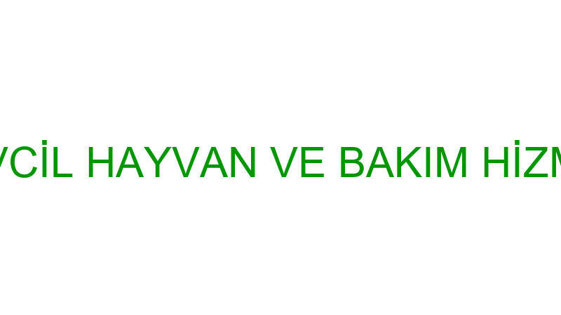 TİNY MERRY EVCİL HAYVAN VE BAKIM HİZMETLERİ LİMİTE