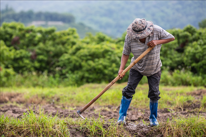 Tarım İşçisi